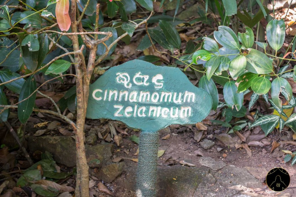 Dambulla Sri Lanka - Ranweli Spice Garden 11 Canelle