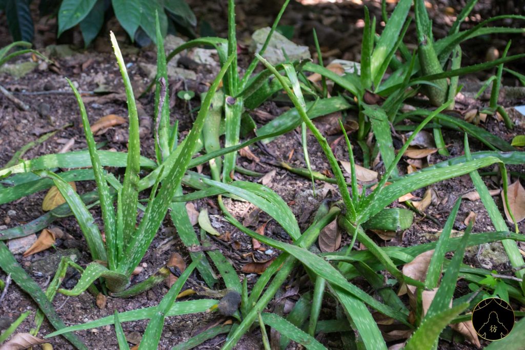 Dambulla Sri Lanka - Ranweli Spice Garden 12 Aloe Vera