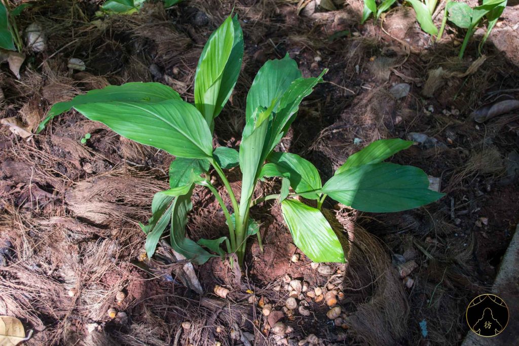 Dambulla Sri Lanka - Ranweli Spice Garden 3 Curcuma