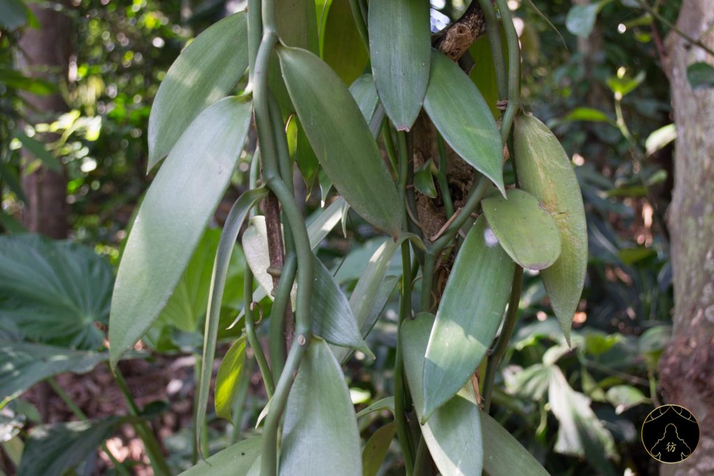 Dambulla Sri Lanka - Ranweli Spice Garden 4 Vanilla
