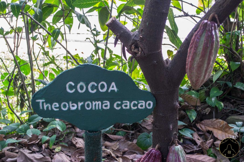 Dambulla Sri Lanka - Ranweli Spice Garden 5 Cacao