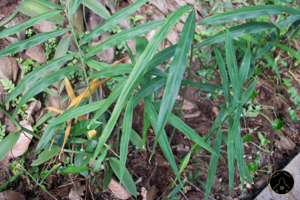 Dambulla Sri Lanka - Ranweli Spice Garden 7 Gingembre