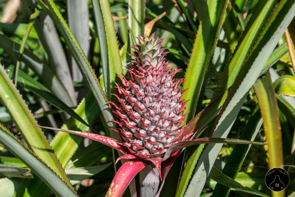 Dambulla Sri Lanka - Ranweli Spice Garden 9 Ananas
