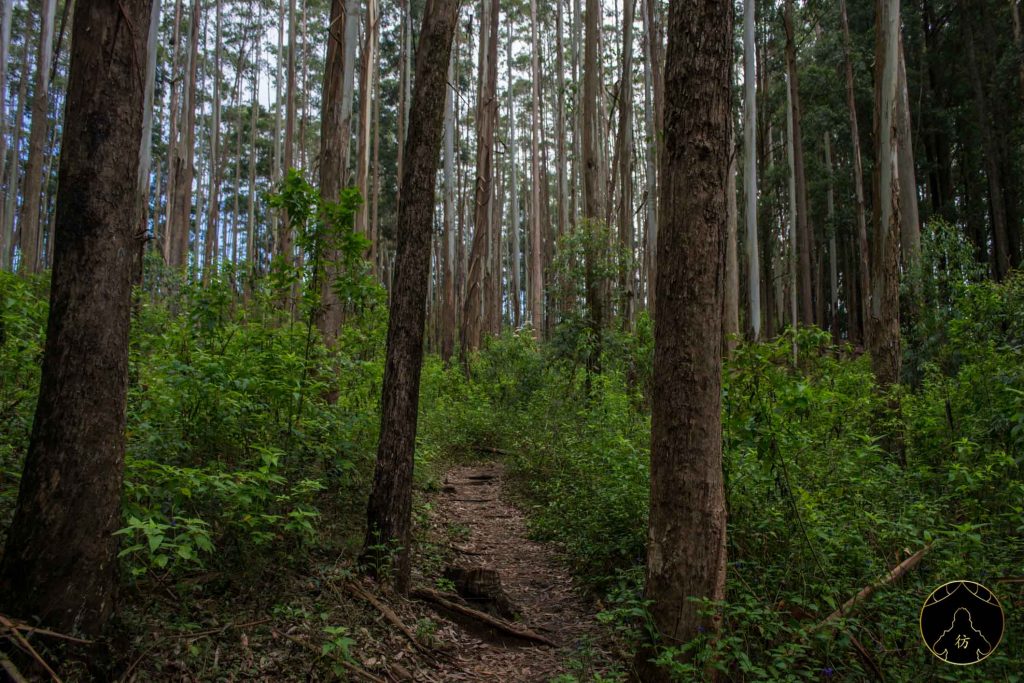 Ella Sri Lanka - Ella Rock Forets
