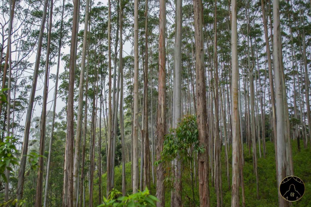 Ella Sri Lanka - Ella Rock Forets