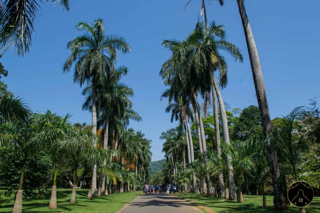 Kandy Sri Lanka - Le jardin botanique de Peradeniya 3