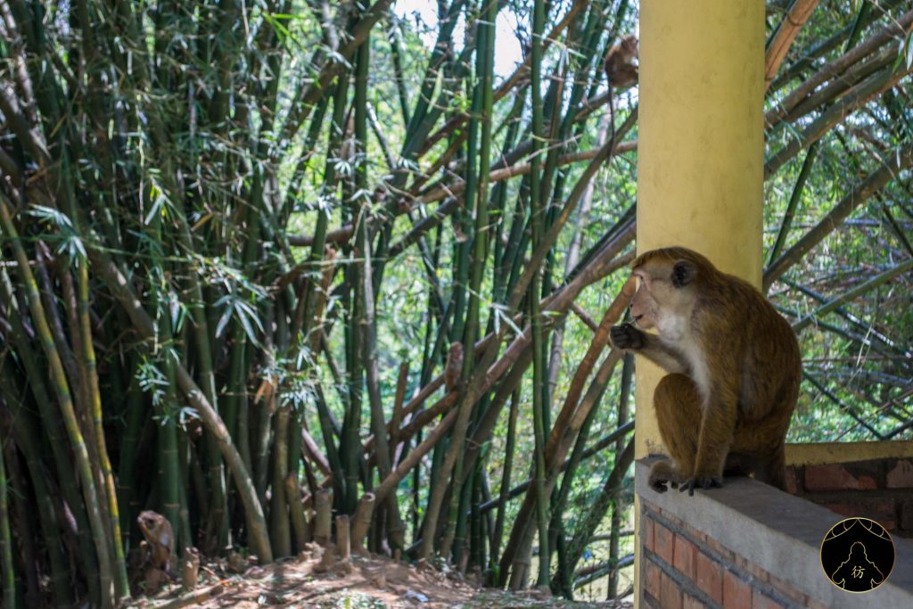 Kandy Sri Lanka - Le jardin botanique de Peradeniya 5