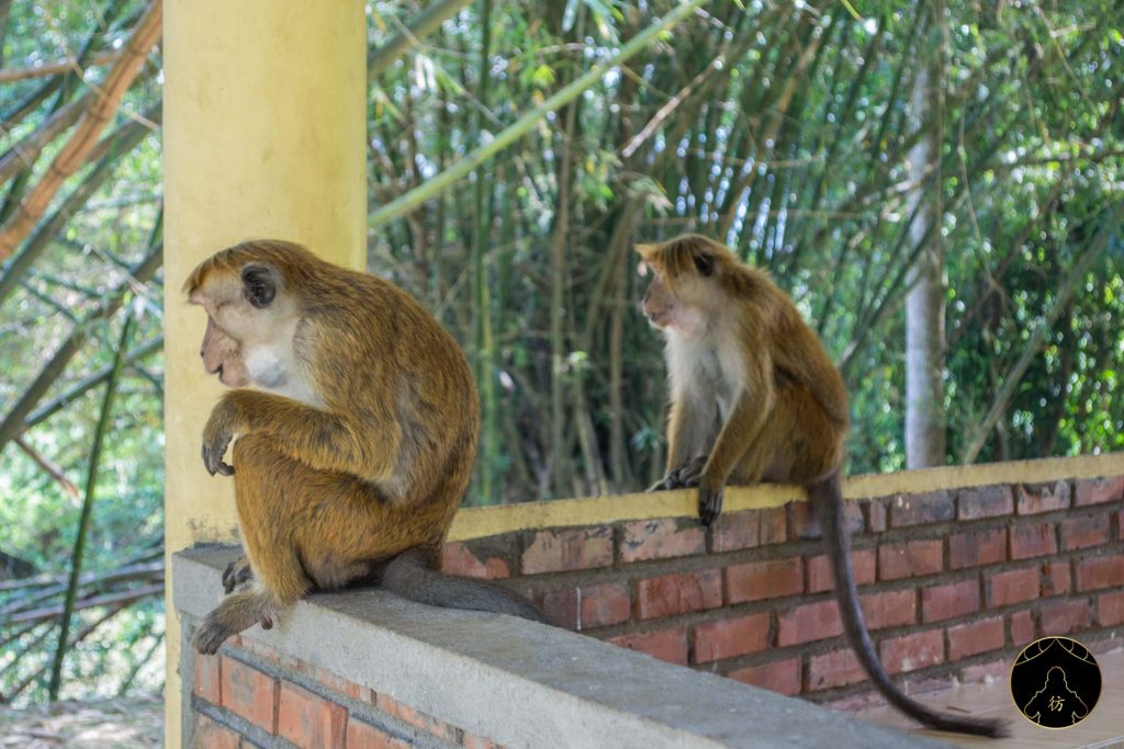 Kandy Sri Lanka - Le jardin botanique de Peradeniya 5