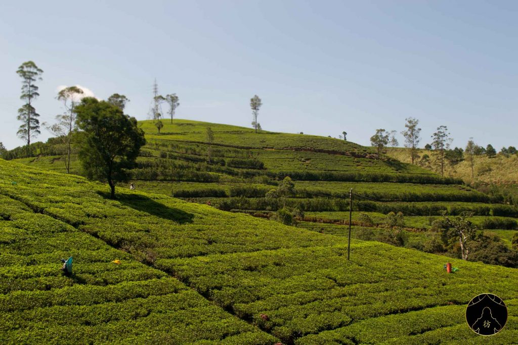 Nuwara Eliya Sri Lanka - Tea Plantations