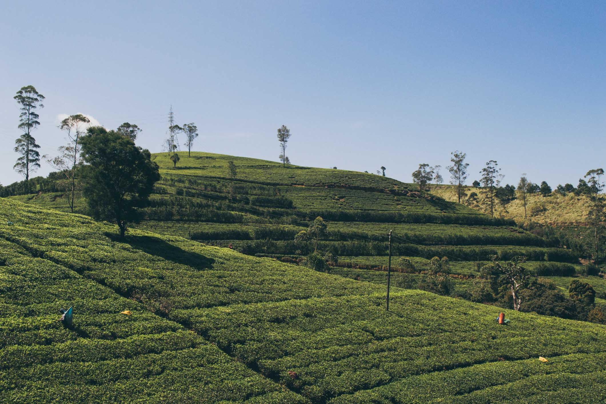 Nuwara Eliya Sri Lanka - Les plantations de thé Couverture