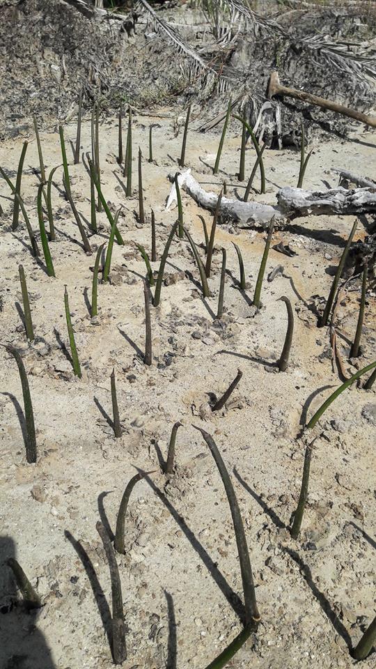 Plantation de mangroves Palawan Philippines 1
