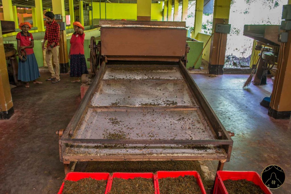 Mirissa Sri Lanka - Virgin White Tea 6