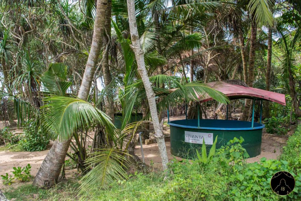 Bentota Sri Lanka - Le centre de conservation des tortues 6