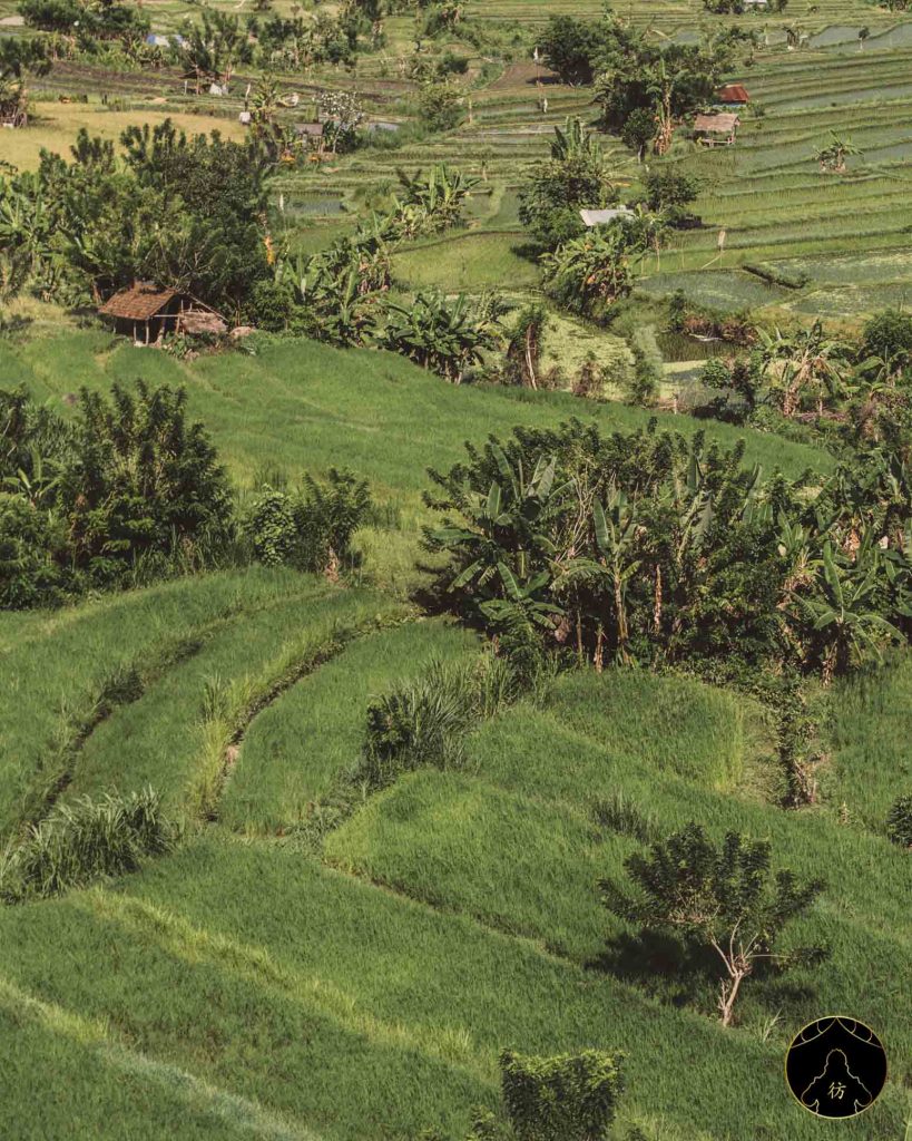 Sur la route d'Amed Bali - Les rizières d'Ababi