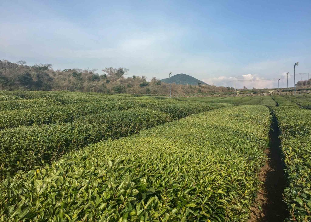 Visiter Jeju Island #8 - Les plantations de thé d'Osulloc 2
