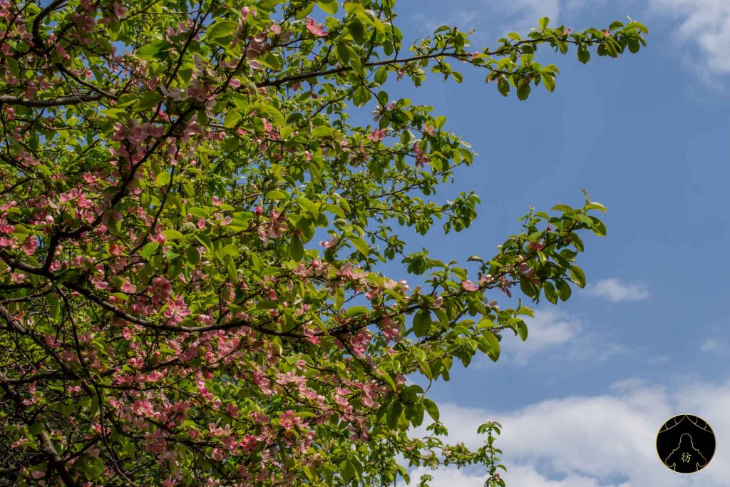 Gyeongju Corée Du Sud - Les tombes royales du parc Daereungwon 2
