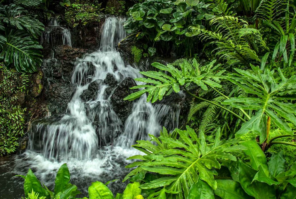 Visit Singapore #3 - National Botanical Gardens 01
