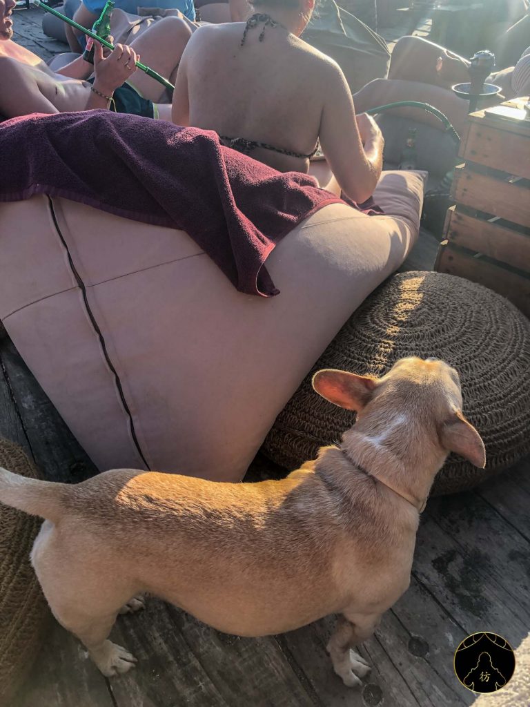 La Brisa Canggu Bali Chien Mascotte