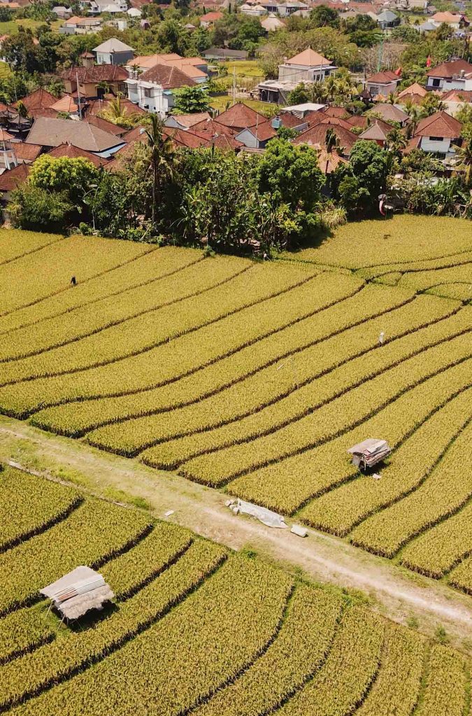 Rizières Canggu Bali