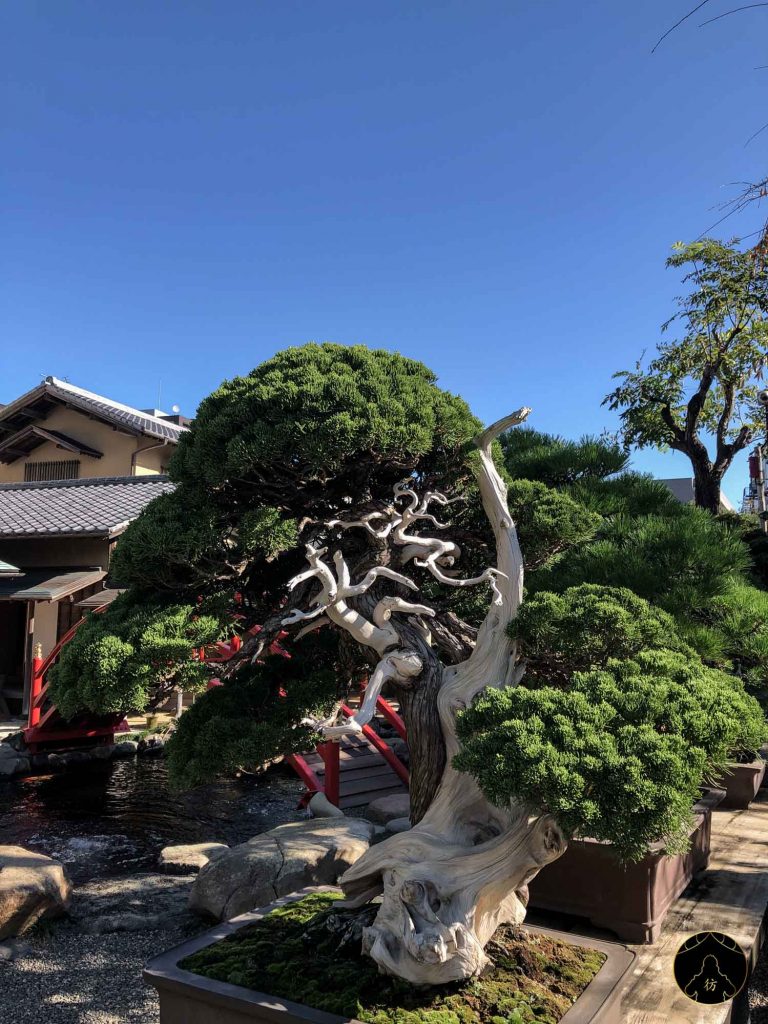 Tokyo Taxi Tour Japon Shunkaen Bonsai Musée 2
