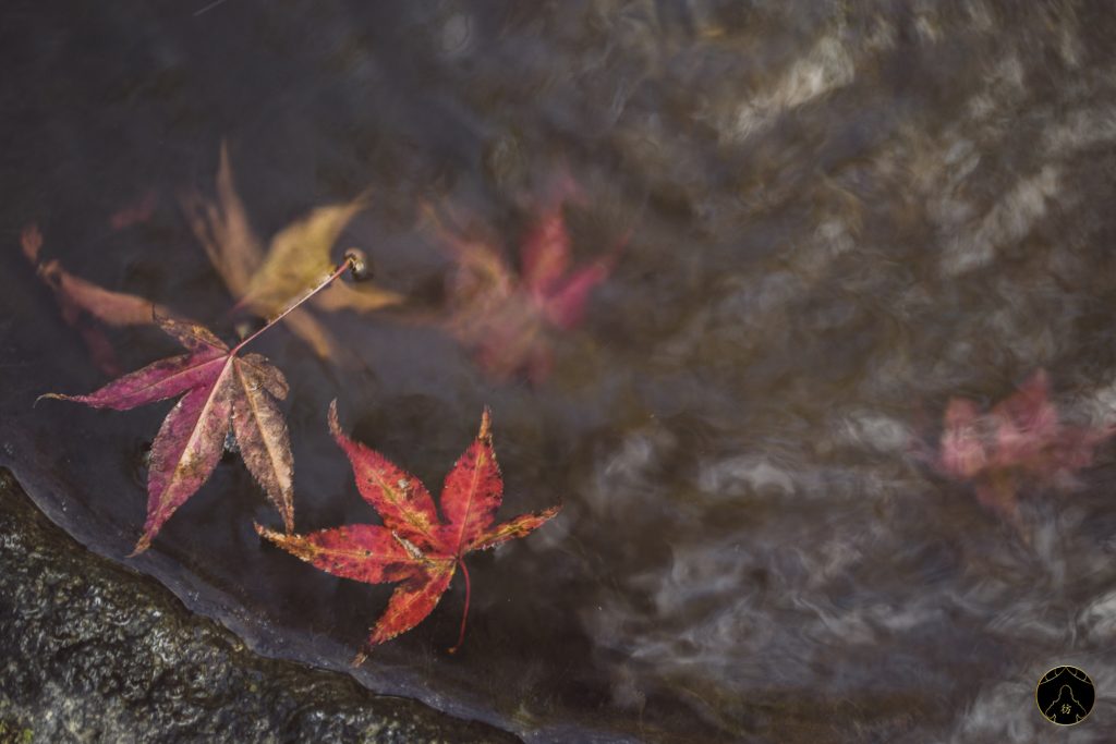Momiji Automne Aso Japan Japon 1