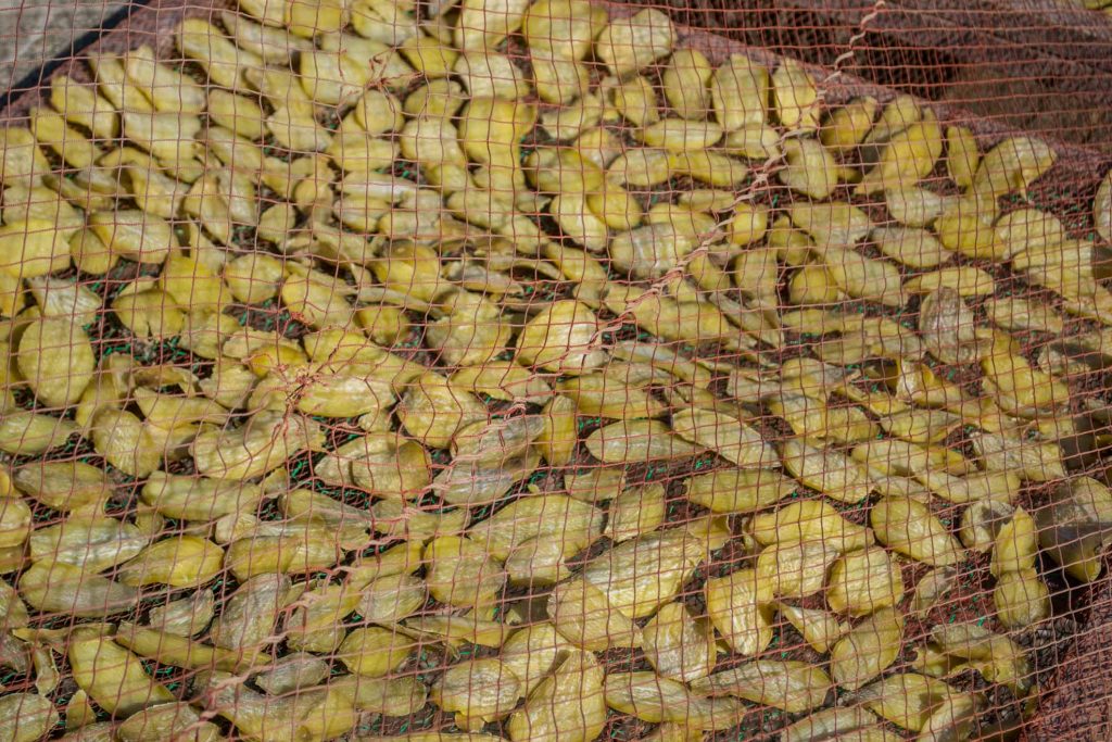 Ojika Nagasaki Japan - Kankoro Mochi Sweet Potato 1