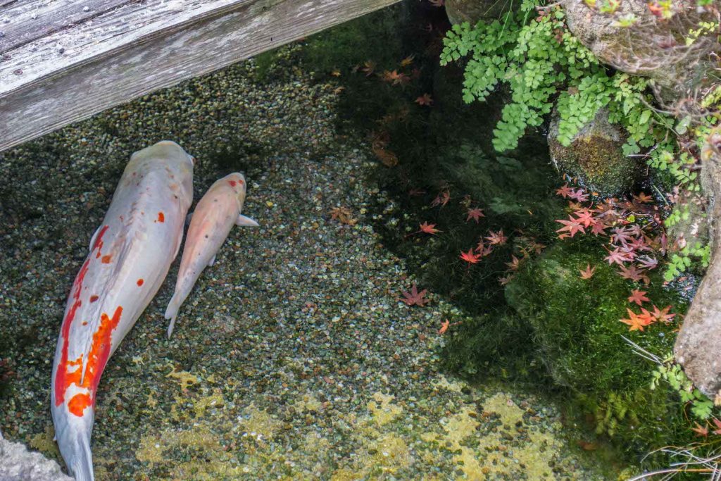 Shimabara Japon - Seiryu-tei Carpes Japonaises Koi 3