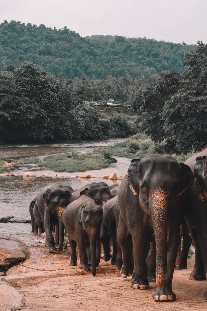 Voyage Sri Lanka Covid Restrictions Conditions Entree 1
