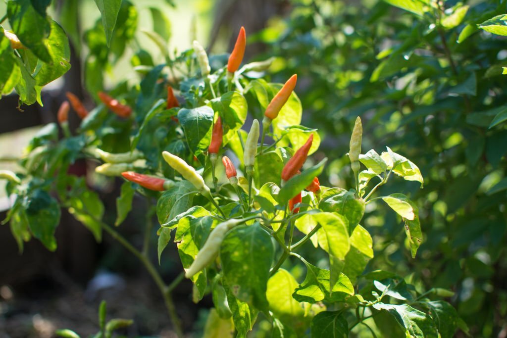 Piment Rouge Plante