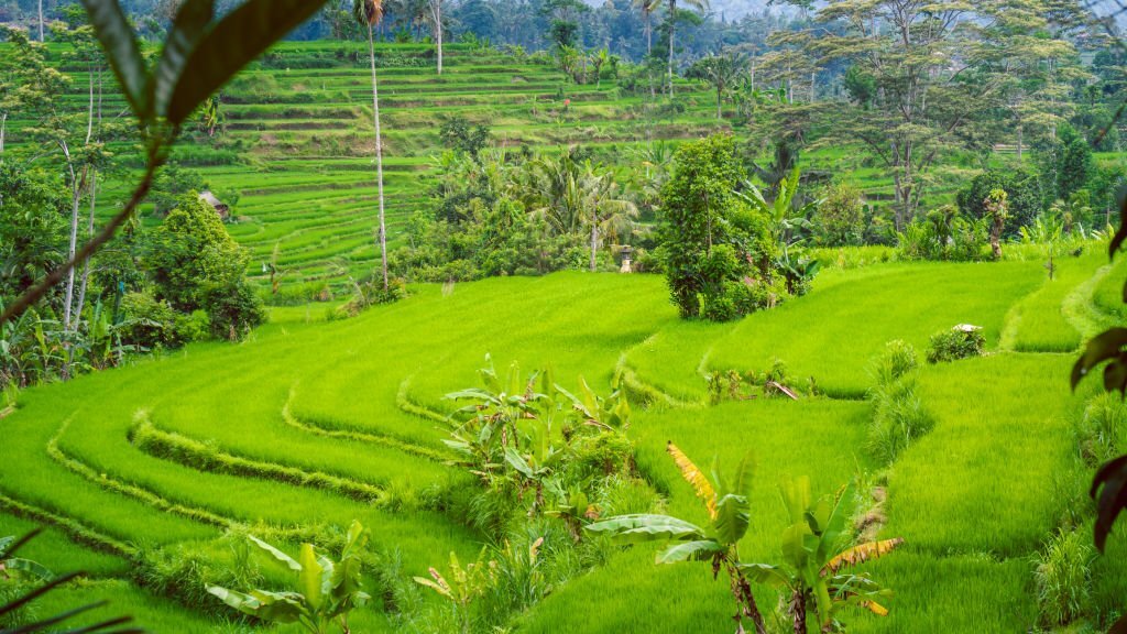 Rizières en plateau Sidmen Bali