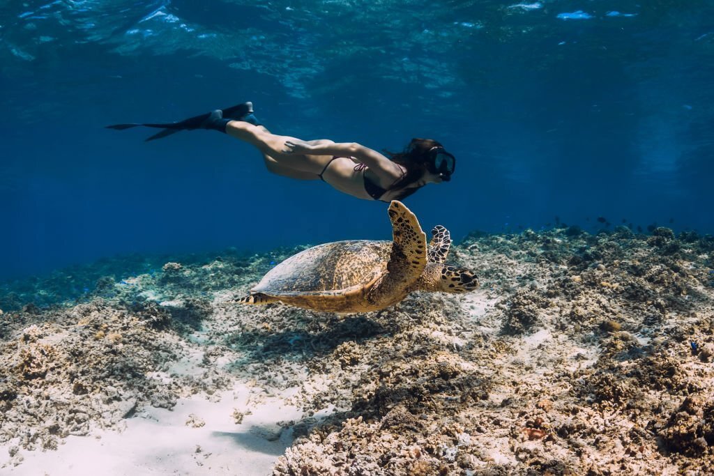 Ile Gili Meno Tortues de Mer