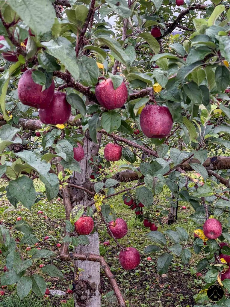 Apples Pommes Yoichi Hokkaido