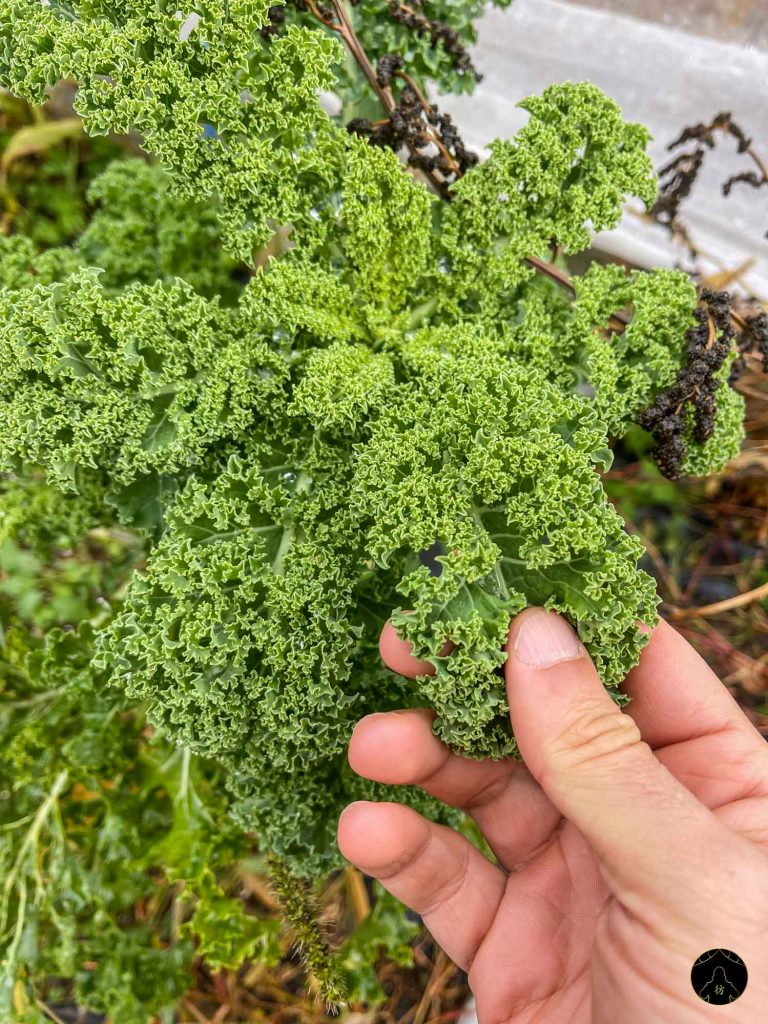 Kale Niseko Farm