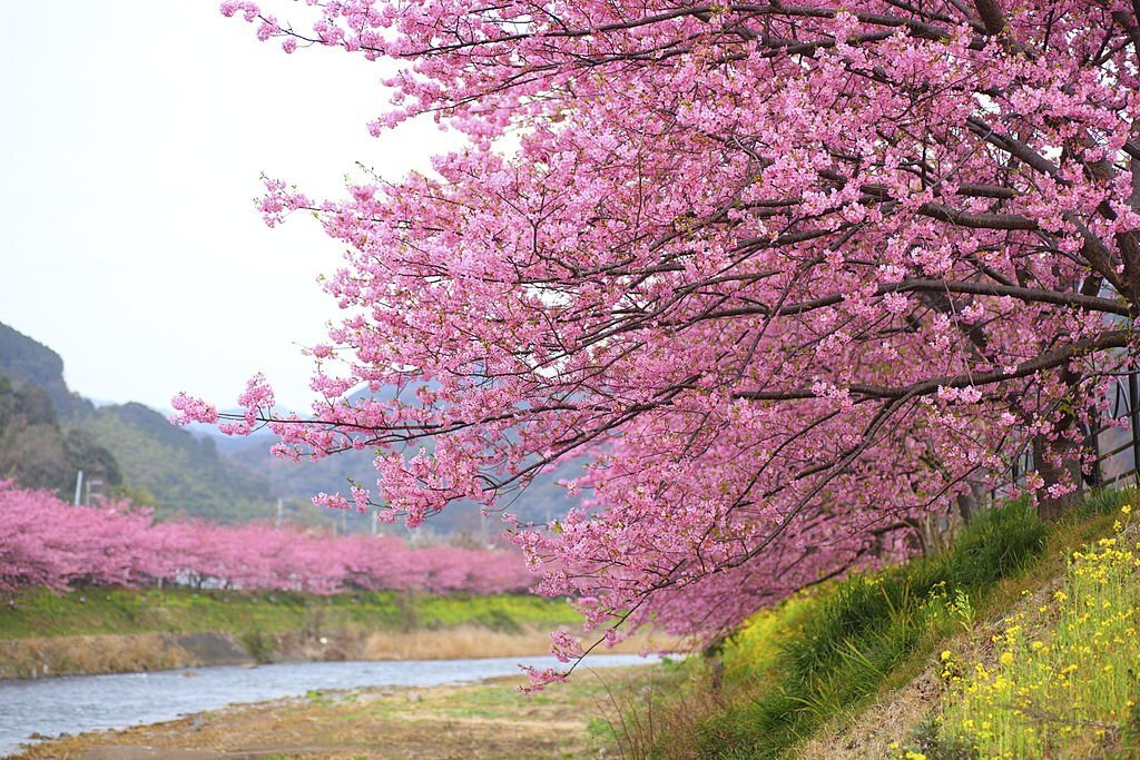 Kawazu Sakura