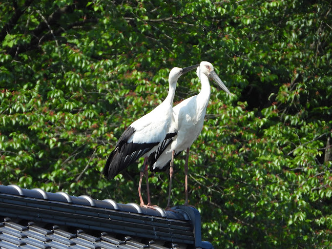 Konotori no Sato Cigogne 