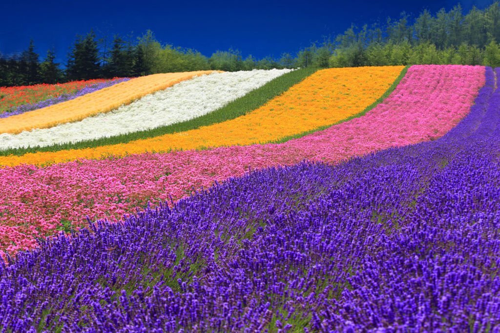 Furano Champ de Lavande