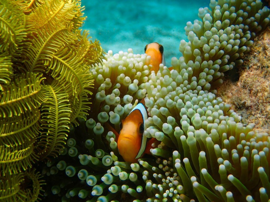 Batanta island, Raja Ampat, West Papoua, Indonesia